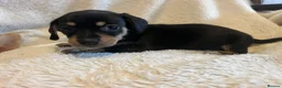 Chihuahua dogs for sale: Chihuahua X Miniature Dashund - Advert 23