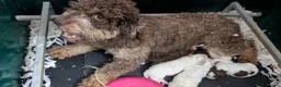 Lagotto Romagnolo dogs for sale: Lovely Lagotto Pups (KC Reg, imported breeding) - Advert 6
