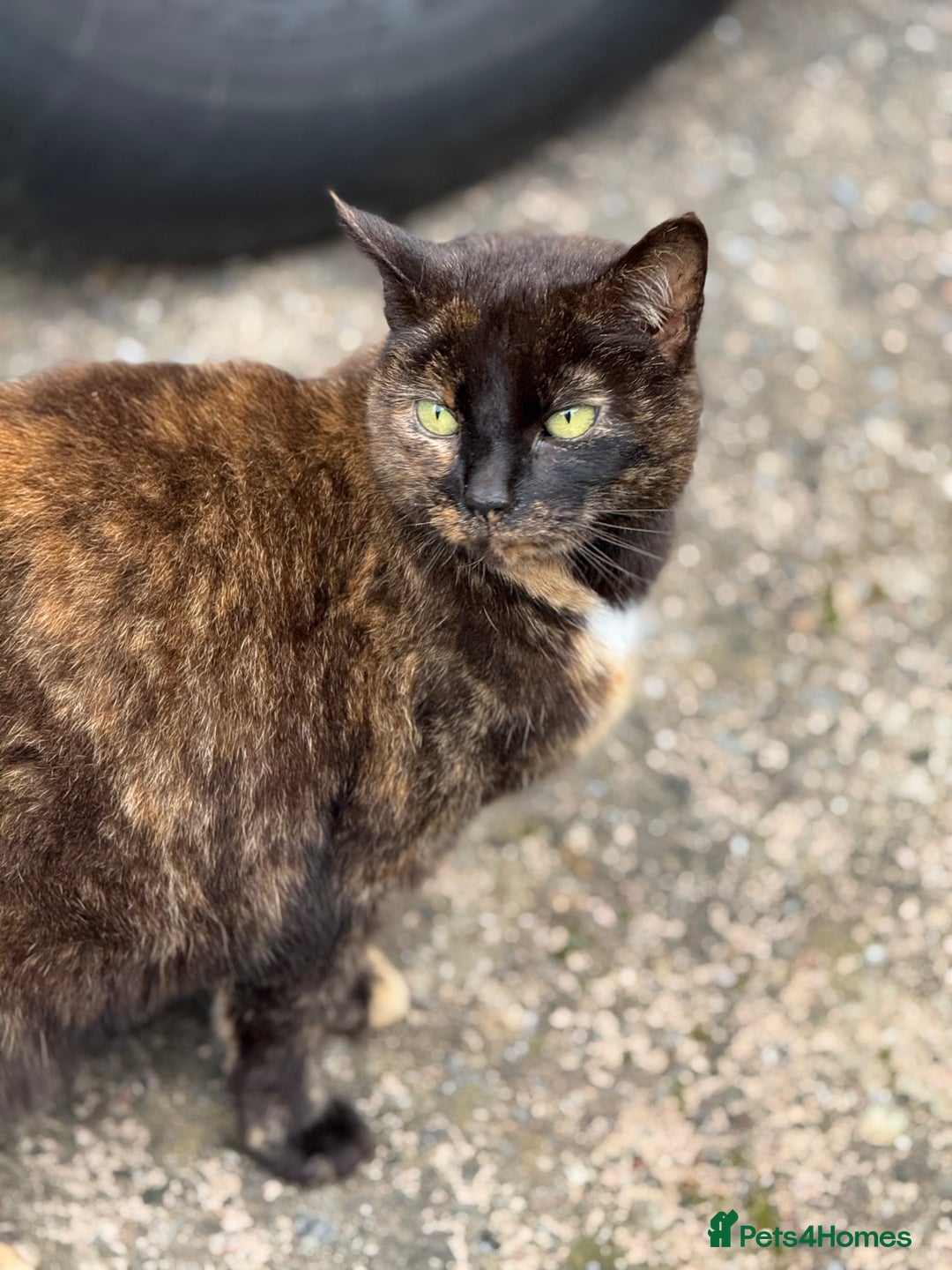 Mixed Breed cats for sale: Beautiful tortie girl  - Advert 1