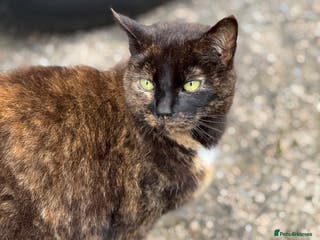 Mixed Breed cats Beautiful tortie girl - Advert 1