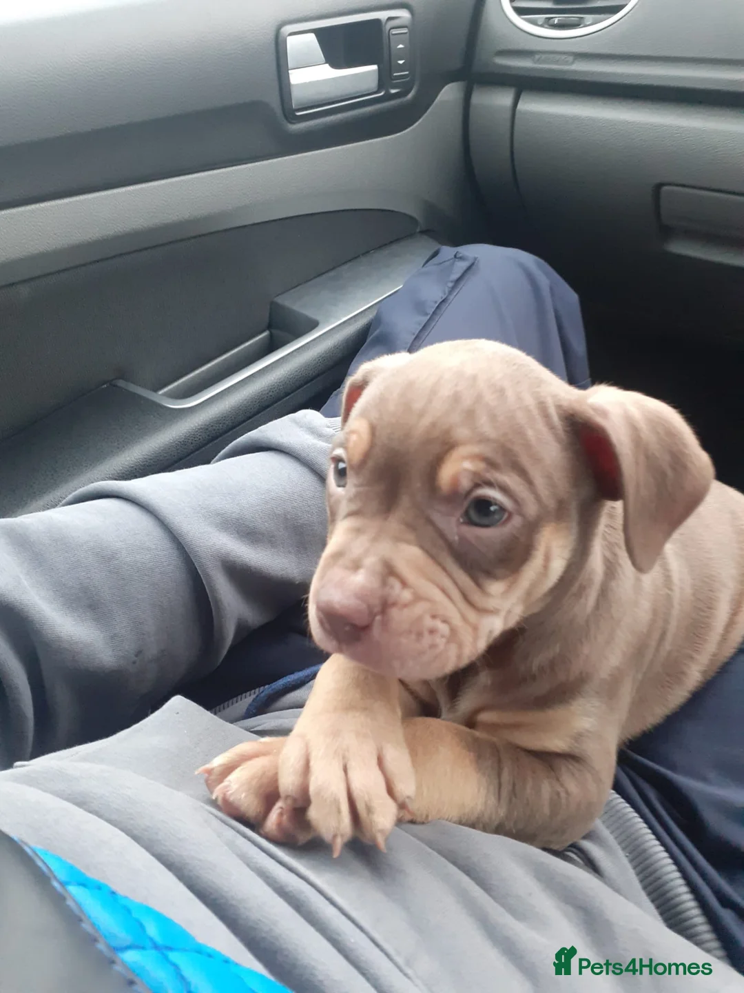Mixed Breed dogs for sale: 15 week female stand american bully x rottweiler  in Brierley Hill - Advert 1