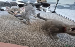 Mixed Breed cats for sale: Beautiful litter of 5 kittens  - Image 5
