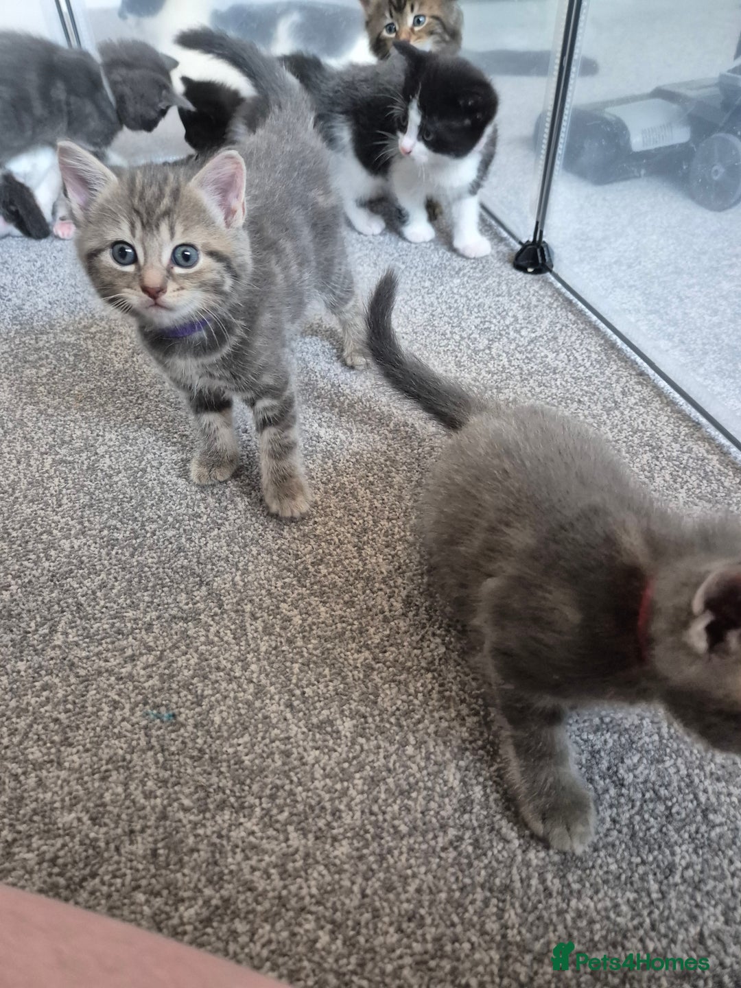 Mixed Breed cats for sale: Beautiful litter of 5 kittens  - Image 5
