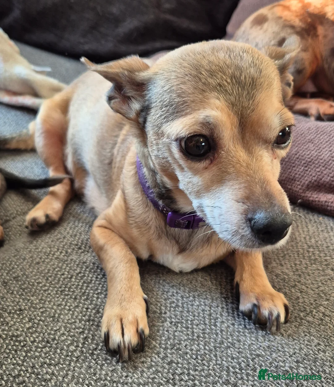 Chiweenie dogs for sale: 3 chiweenie puppies - Advert 2