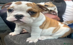 English Bulldog dogs for sale: English bulldogs  - Image 18