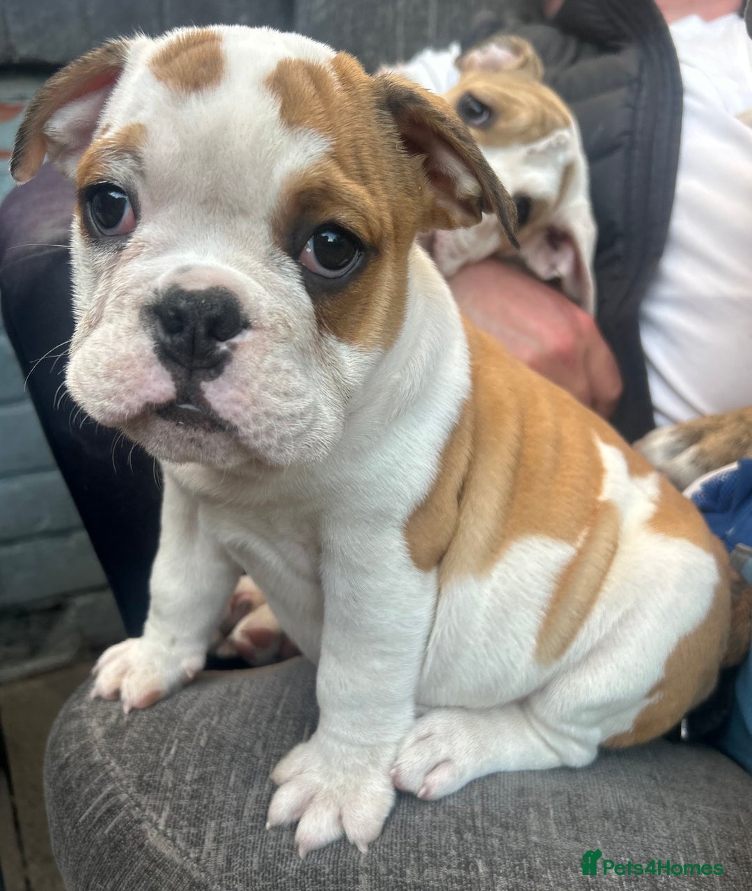 English Bulldog dogs for sale: English bulldogs  - Image 18
