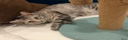 British Shorthair cats for sale: Beautiful Breeding Cat looking for Loving Home - Advert 5