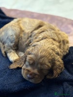 Cocker Spaniel dogs 💫 Exceptional Show Cocker Spaniels 💫 - Advert 5