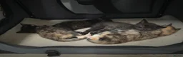 Mixed Breed cats for sale: Kittens for sale ready now  - Advert 11