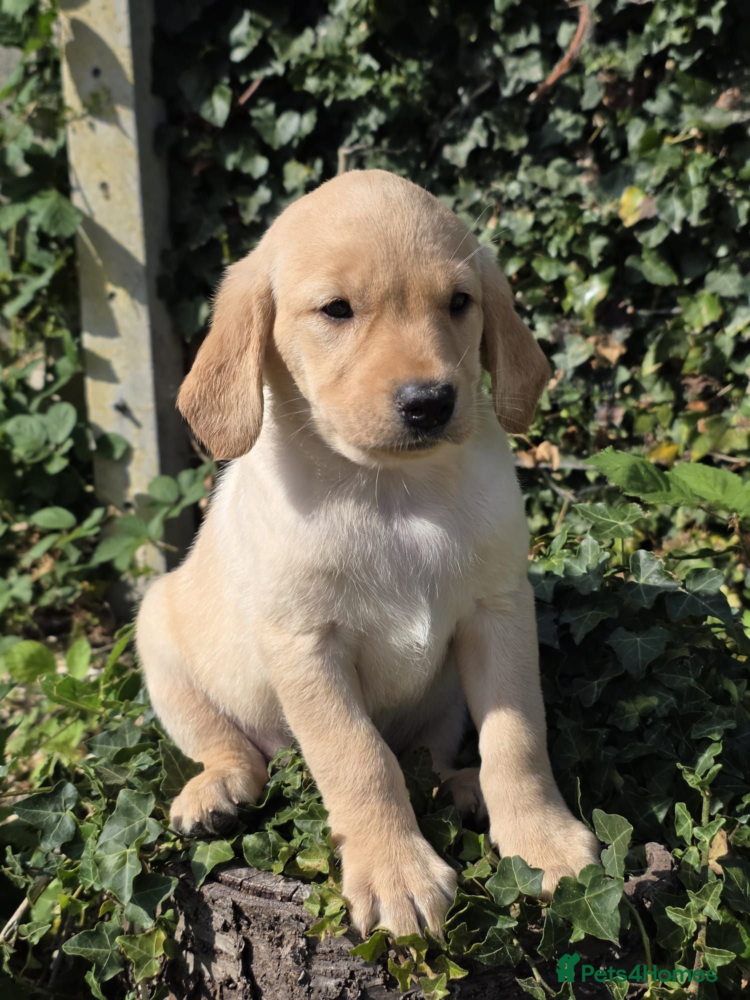 Labrador Retriever dogs * Beautiful Dna clear KC reg Labrador boys* - Advert 2