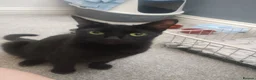 Mixed Breed cats for sale: Adorable kittens  in Oswestry - Advert 7