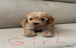 Toy Poodle dogs for sale: Toy poodles puppies - Image 8