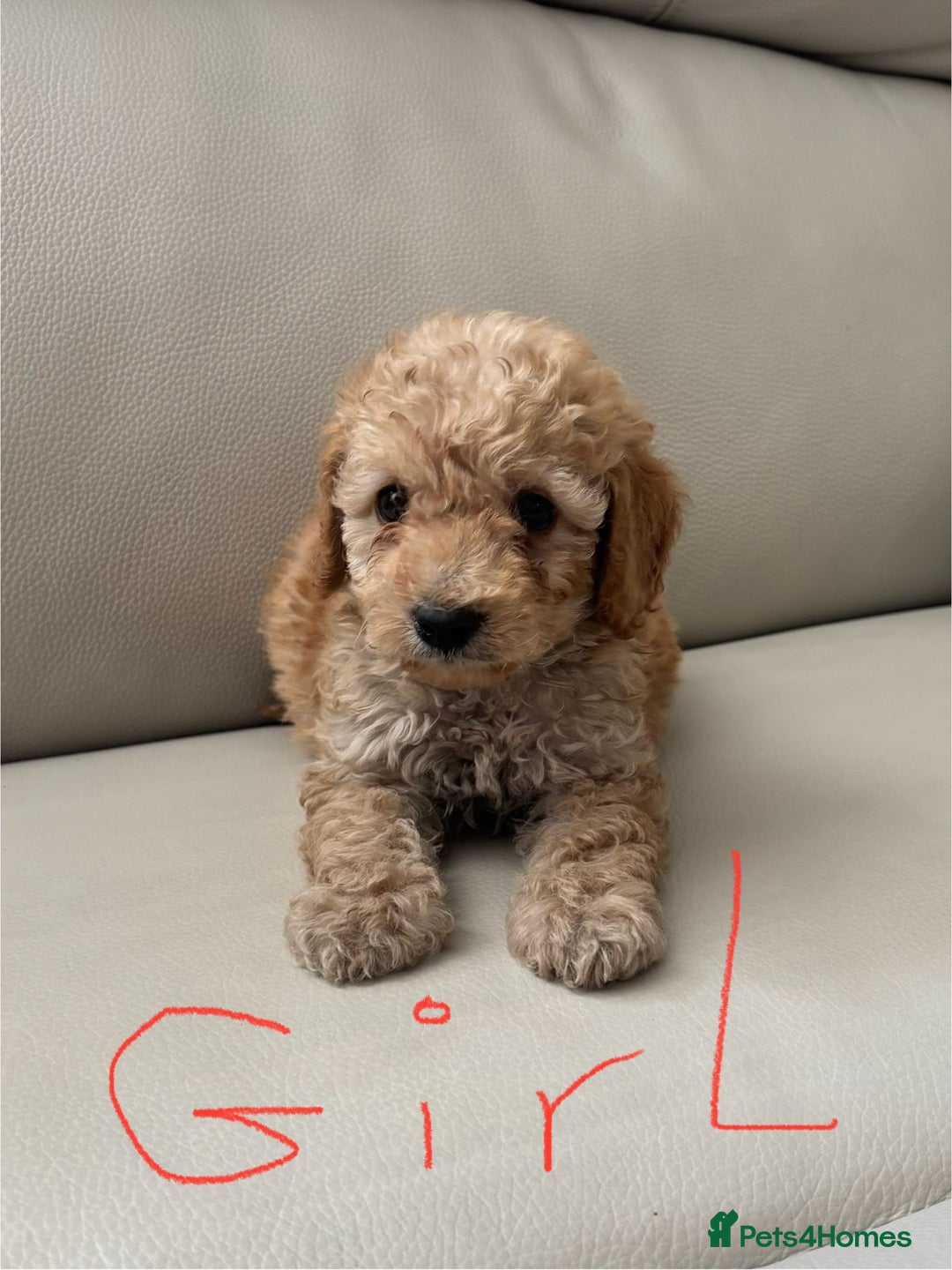 Toy Poodle dogs for sale: Toy poodles puppies - Image 8