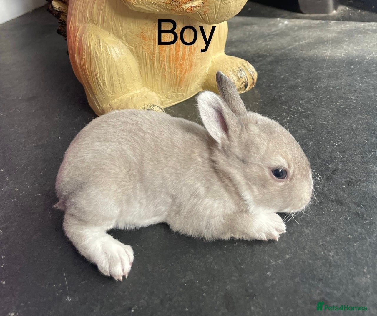 Rex rabbits 💙  gorgeous pure bred mini Rex 💙 - Advert 5