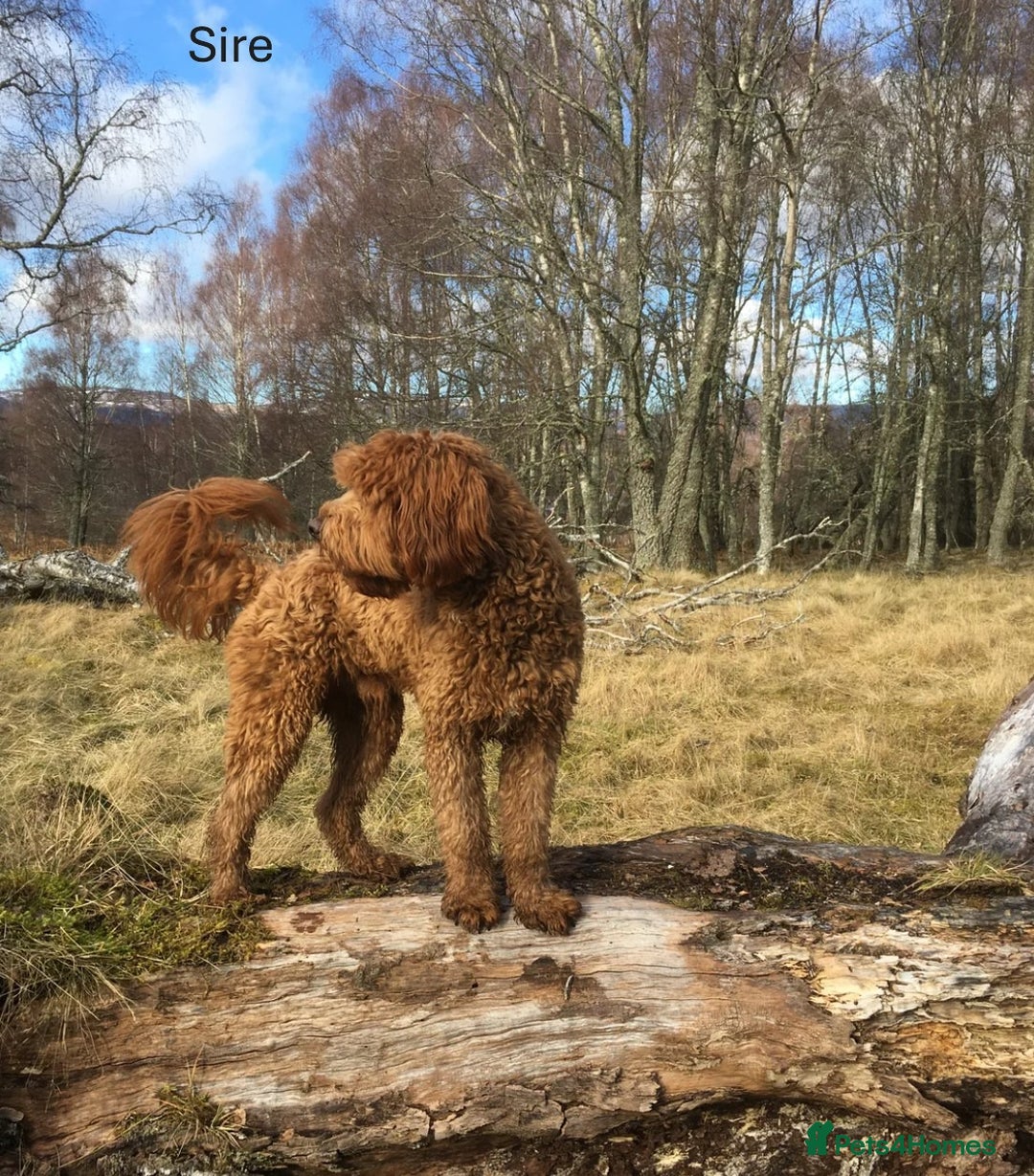 Mixed Breed dogs for sale: Multi-gen Medium Labradoodle puppies - Image 25