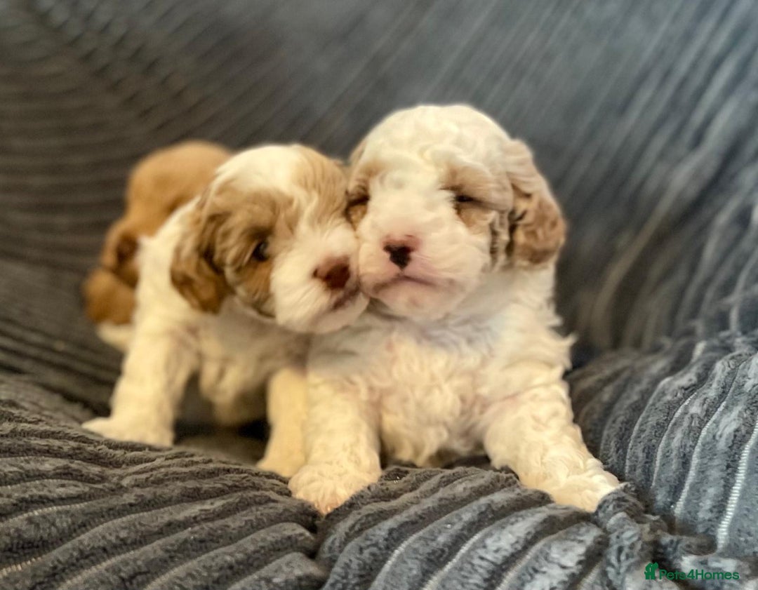 Maltipoo dogs for sale: Gorgeous Maltipoo Puppies – 3 Boys & 1 Girl  - Advert 5