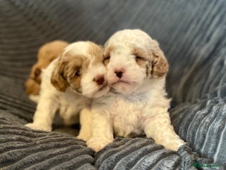 Maltipoo dogs Gorgeous Maltipoo Puppy – 1 Boy LEFT - Advert 3