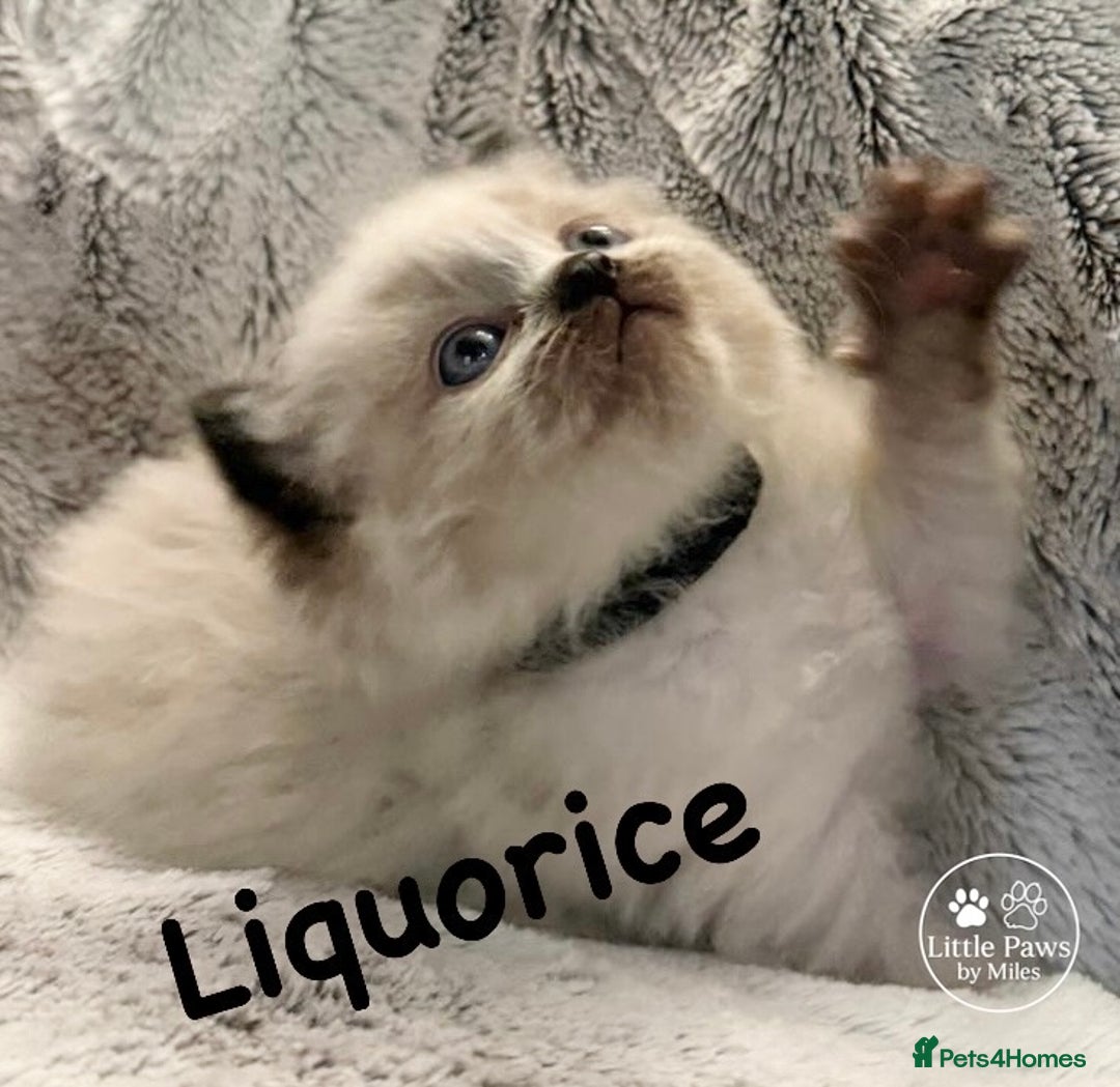 Ragdoll cats for sale: GCCF Exceptional Pedigree Ragdolls 🌸 - Advert 15