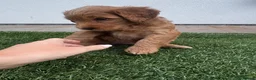 Mixed Breed dogs for sale: Mini Goldendoodle - Advert 11
