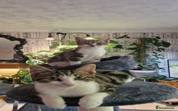 Mixed Breed cats for sale: Male and female kitten for sale  - Image 2