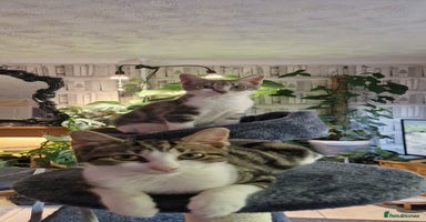 Mixed Breed cats - Advert 14