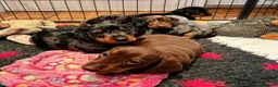Miniature Dachshund dogs for stud: ** ROGUEROYALES STUD DASH ** PRA Clear in Wolverhampton - Advert 9