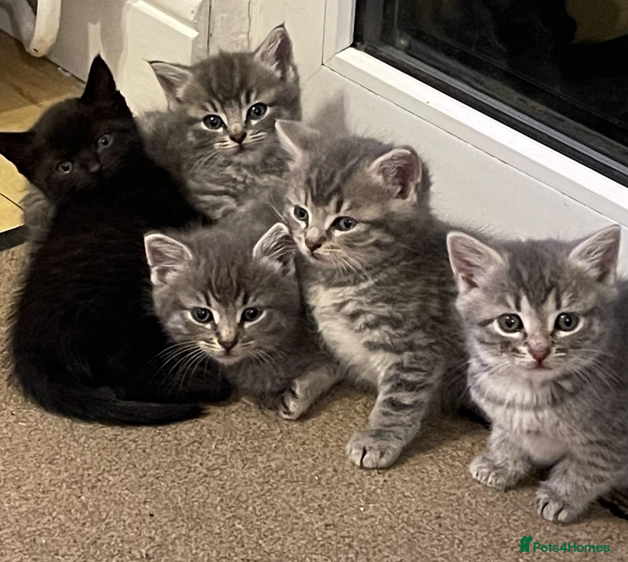 Mixed Breed cats Five adorable kittens available–2 boys and 3 girls - Advert 6