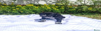 German Shorthaired Pointer 2