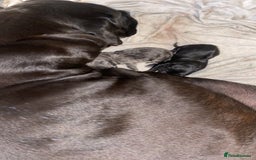 Cane Corso dogs for sale: Beautiful chunky Cane Corso puppies  - Image 5