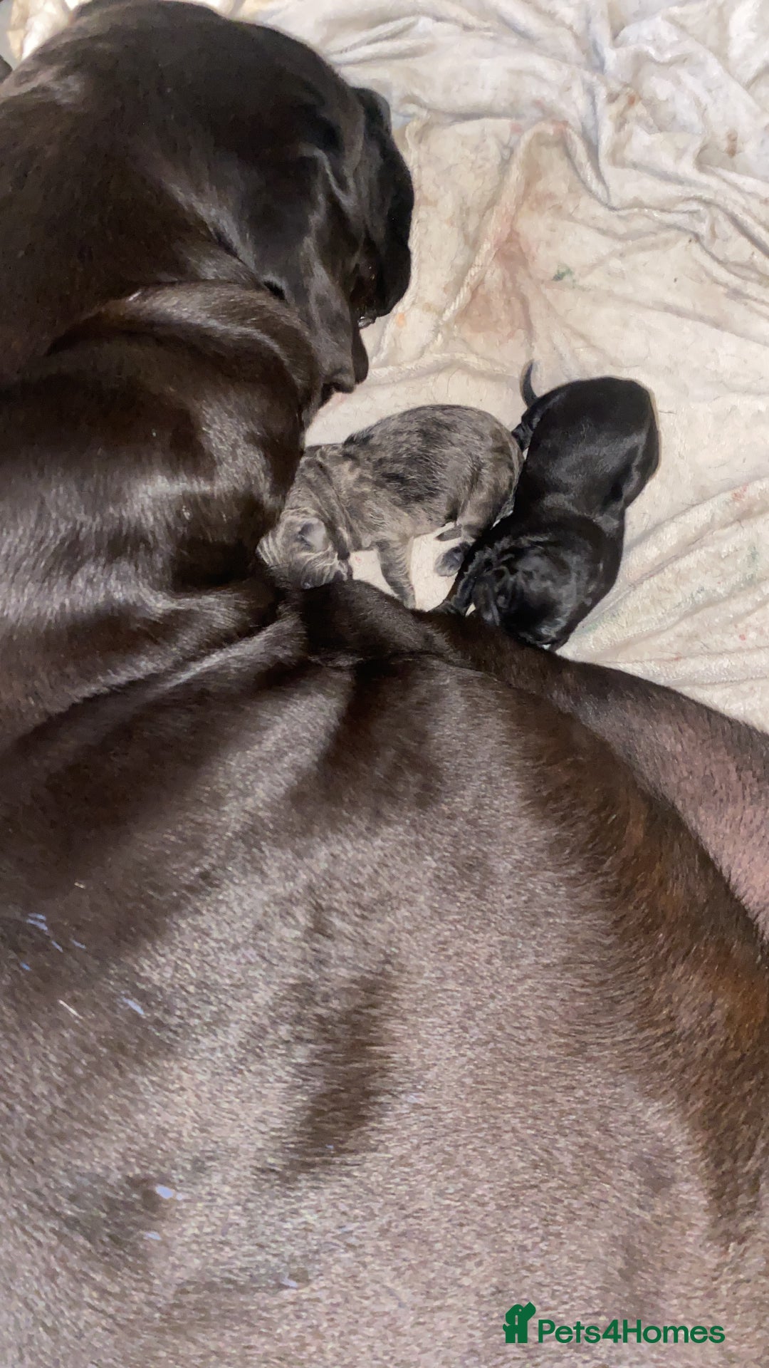 Cane Corso dogs for sale: Beautiful chunky Cane Corso puppies  - Image 5