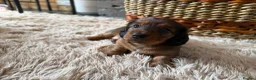 Miniature Dachshund dogs for sale: Beautiful Miniature Dachshund Puppies - Advert 12