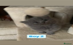 British Longhair cats for sale: British Long/Short Hair Adorable Kittens - Advert 27