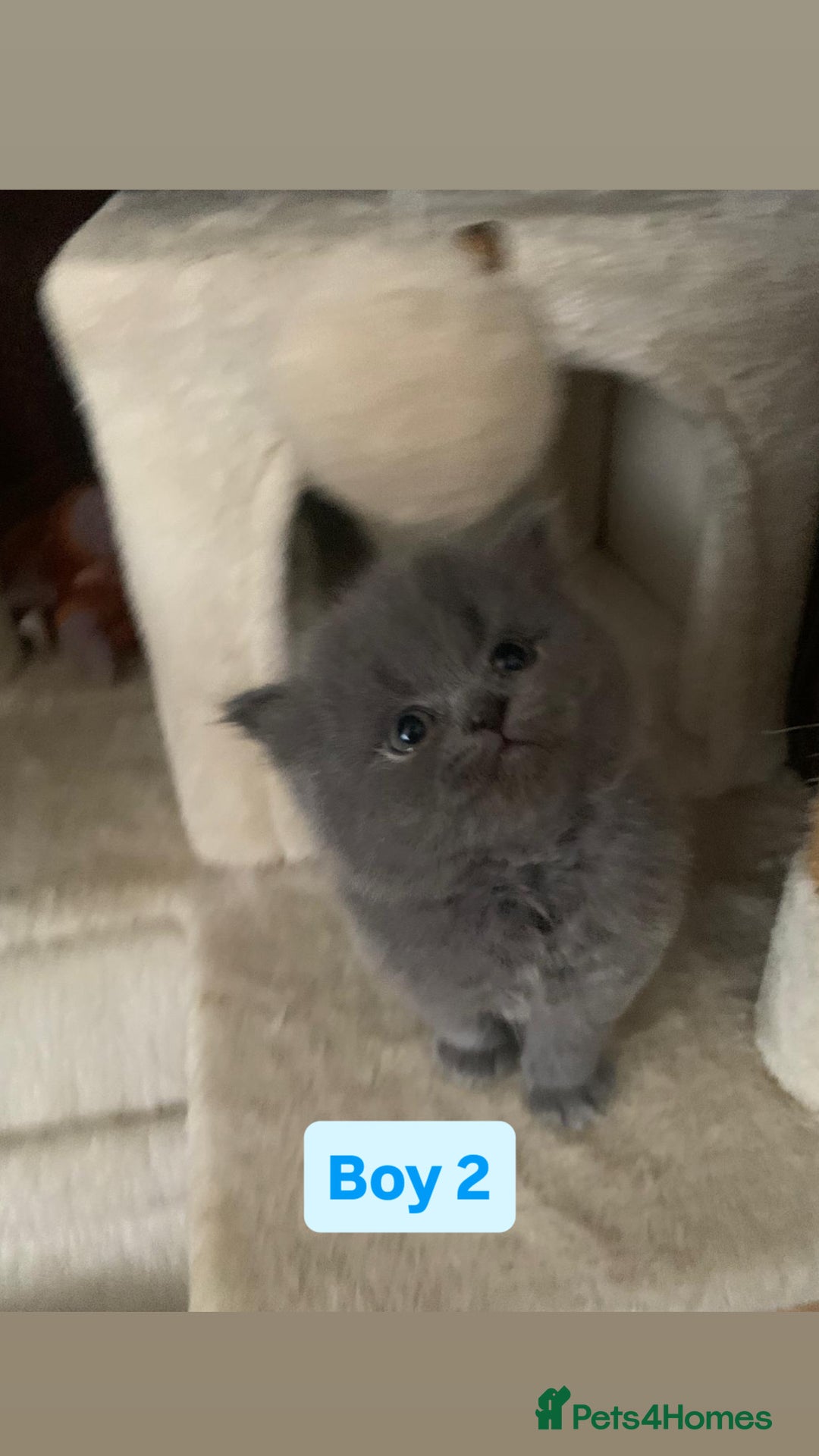 British Longhair cats for sale: British Long/Short Hair Adorable Kittens - Advert 27