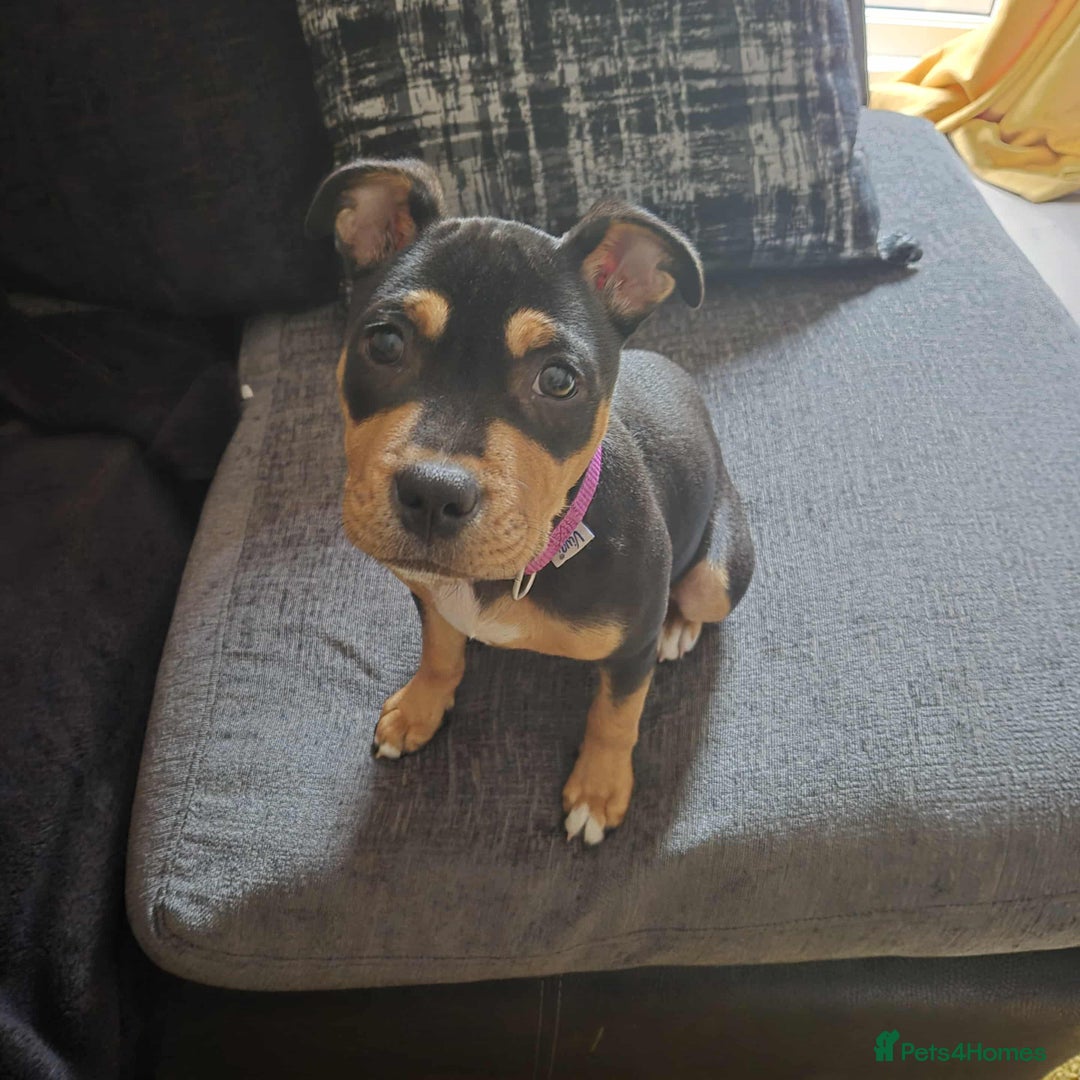 Staffordshire Bull Terrier dogs for sale: Staffy puppy - Image 2