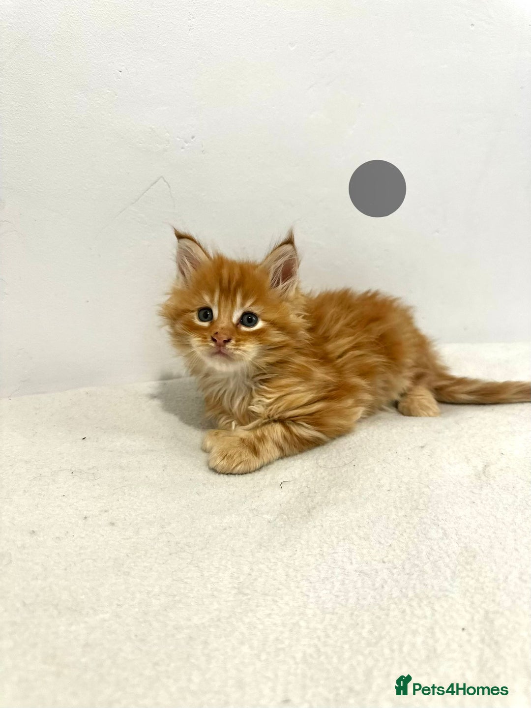 Maine Coon cats for sale: 🔥🧡5 BOYS READY TO STEAL YOUR HEART🧡🔥 - Advert 4