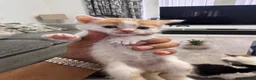 Mixed Breed cats for sale: Extreme fluffy chubby kittens  in London - Advert 10