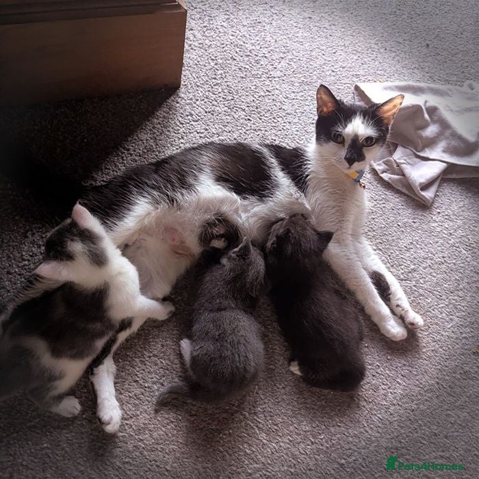 Domestic Shorthair cats 9wk old kittens - need forever home (ONE LEFT) - Advert 12