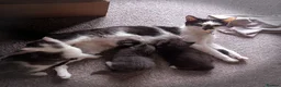 Domestic Shorthair cats for sale: 9wk old kittens - need forever home (ONE LEFT) - Advert 1