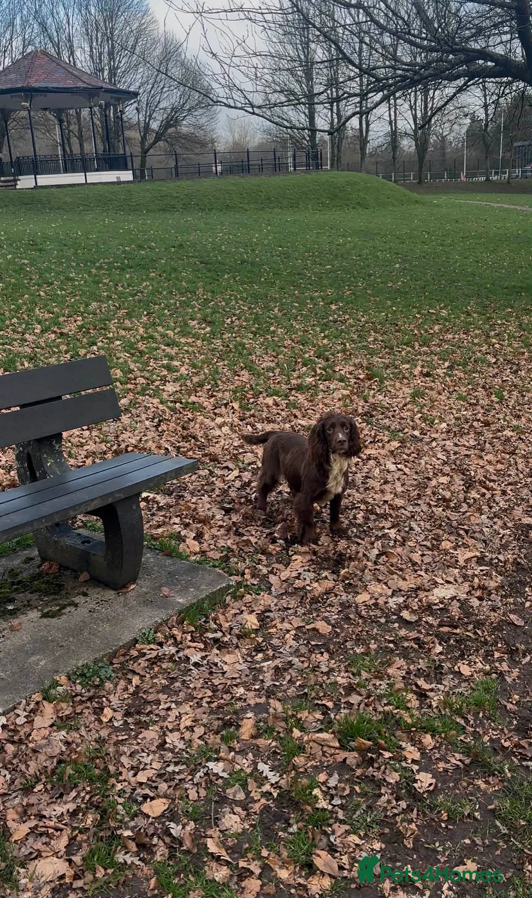 Cocker Spaniel dogs for sale: Beautiful cockerspaniel puppies - Advert 20