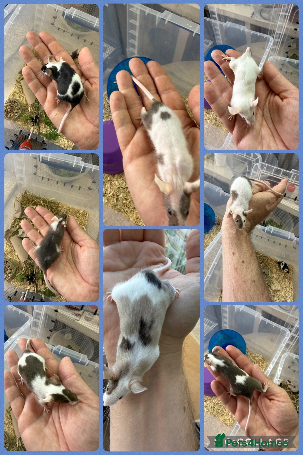 Mouse rodents Friendly Fancy Mice - Males UPDATED 1/8/26 - Advert 2
