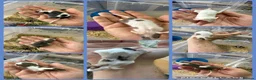 Mouse rodents for sale: Friendly Fancy Mice - Males UPDATED 3/8/26 - Advert 2