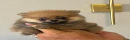 Pomeranian dogs for sale: Cheap boy Pomeranians - Advert 6