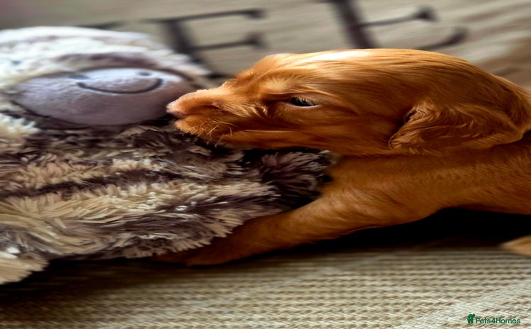 Cocker Spaniel dogs - Advert 4