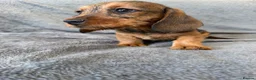 Miniature Dachshund dogs for sale: Beautiful wire miniature dachshund puppies 4 sale - Advert 24