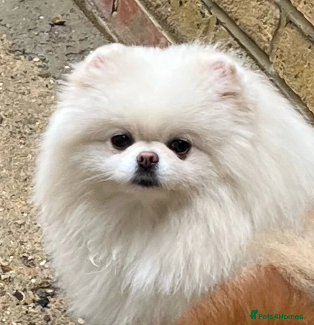 Pomeranian dogs for sale: Beautiful 3yr old female pom - Advert 6