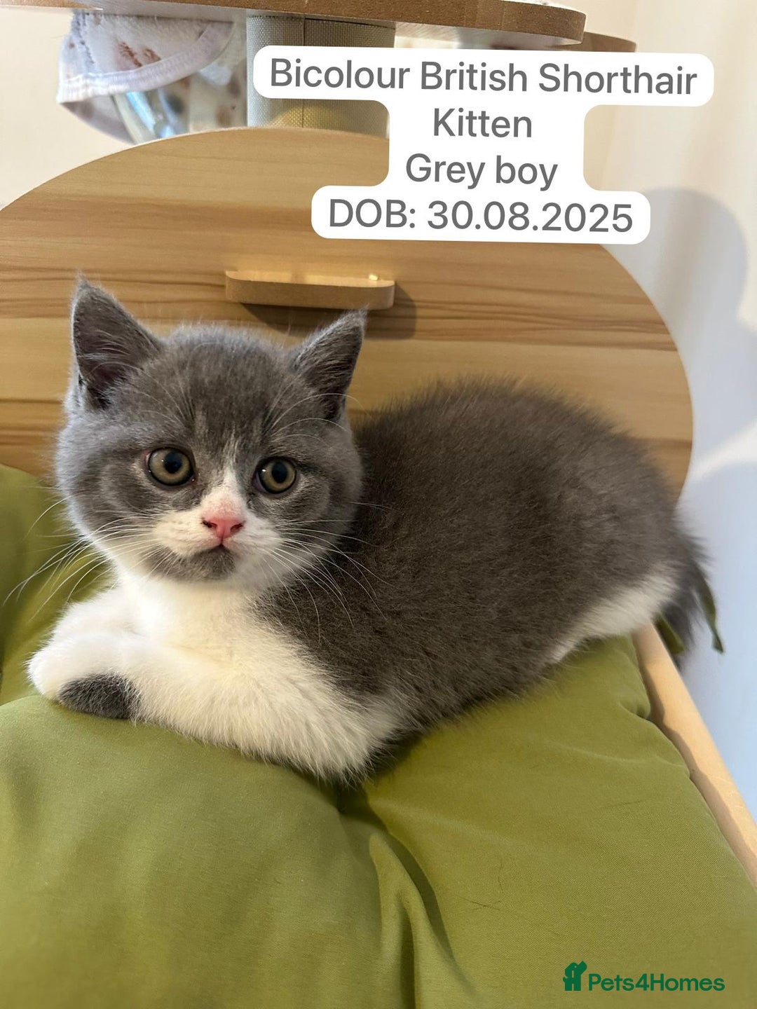 British Shorthair cats for sale: 4 Bicolour British Shorthair boys looking new home - Image 4
