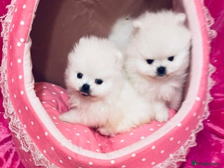 Pomeranian dogs - Advert 8