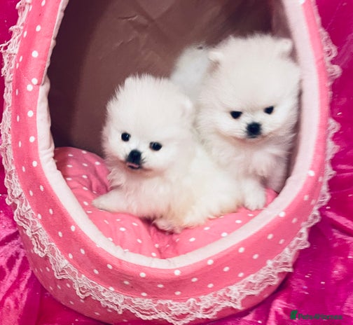 Pomeranian dogs - Advert 11