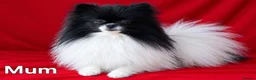 Pomeranian dogs for sale: Beautiful KC Registered Pomeranian Puppies - Advert 4