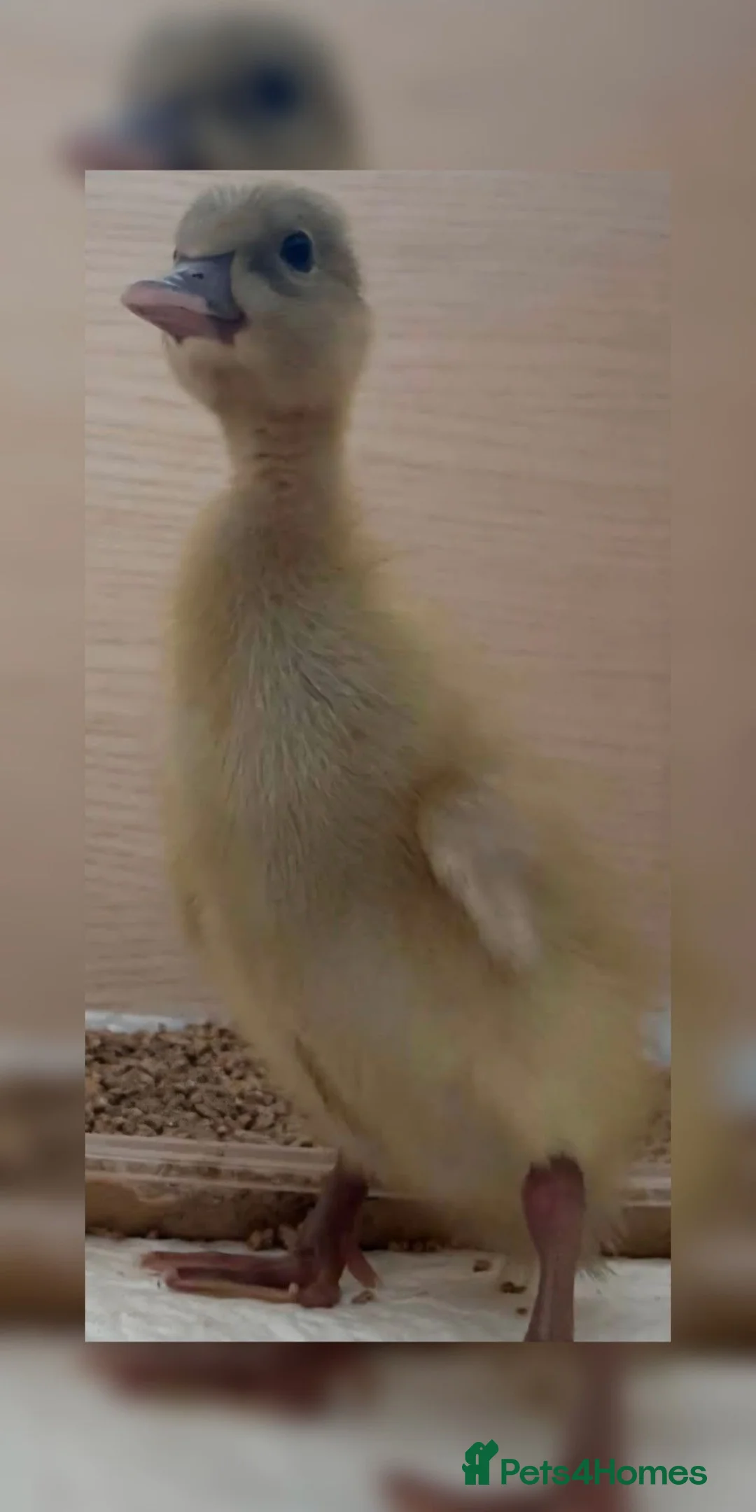 Ducks poultry for sale: Pure breed SILVER RUNNER Ducklings - Advert 2